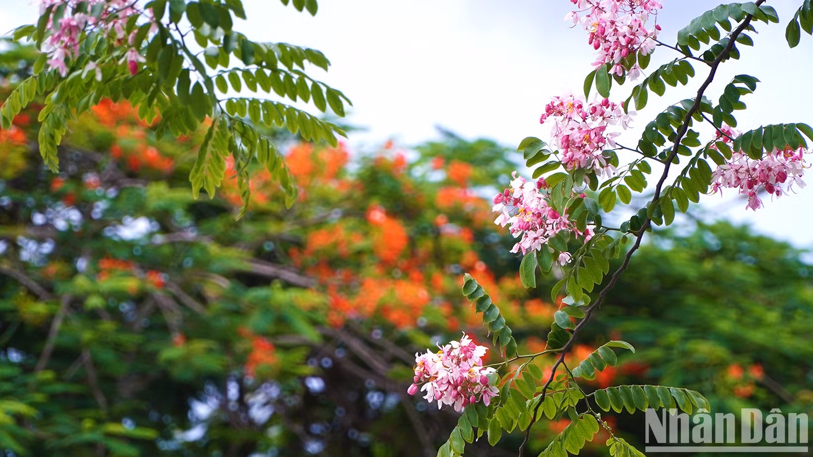 La casia de Java florece con su típico tono rosa. (Foto: Huu Nghia) La casia de Java florece con su típico tono rosa. (Foto: Huu Nghia)