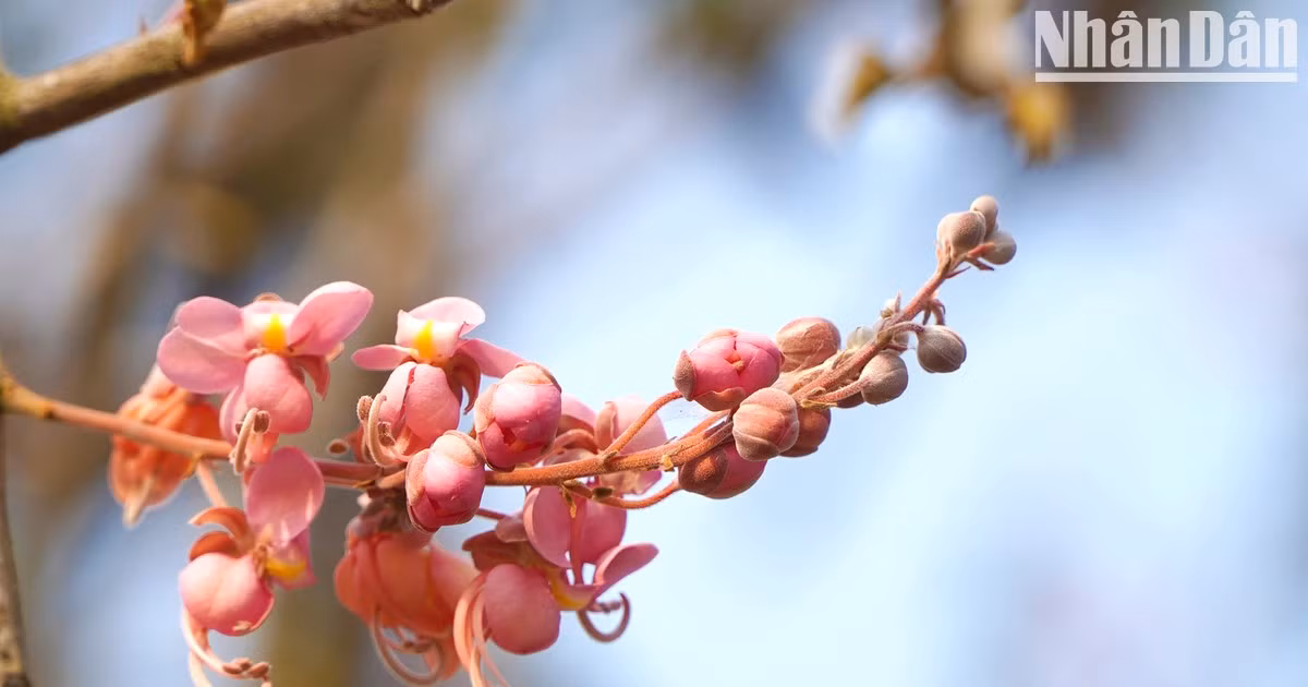 Flores de carao en plena floración en zonas fronterizas de Vietnam