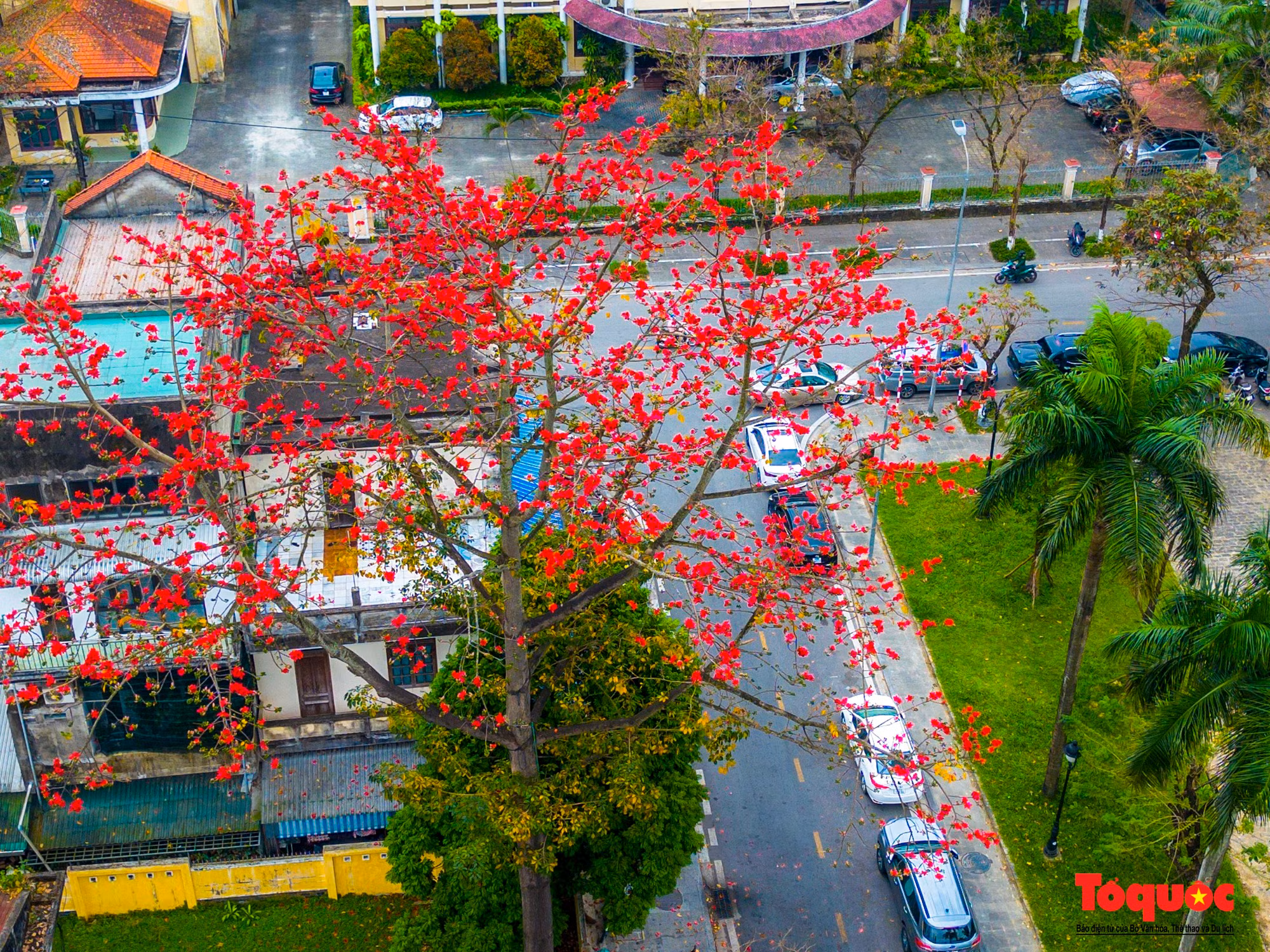 A diferencia de otras ciudades y provincias, los árboles de algodonero en Hue crecen solos, pero brillan en esta ciudad cuando florecen.