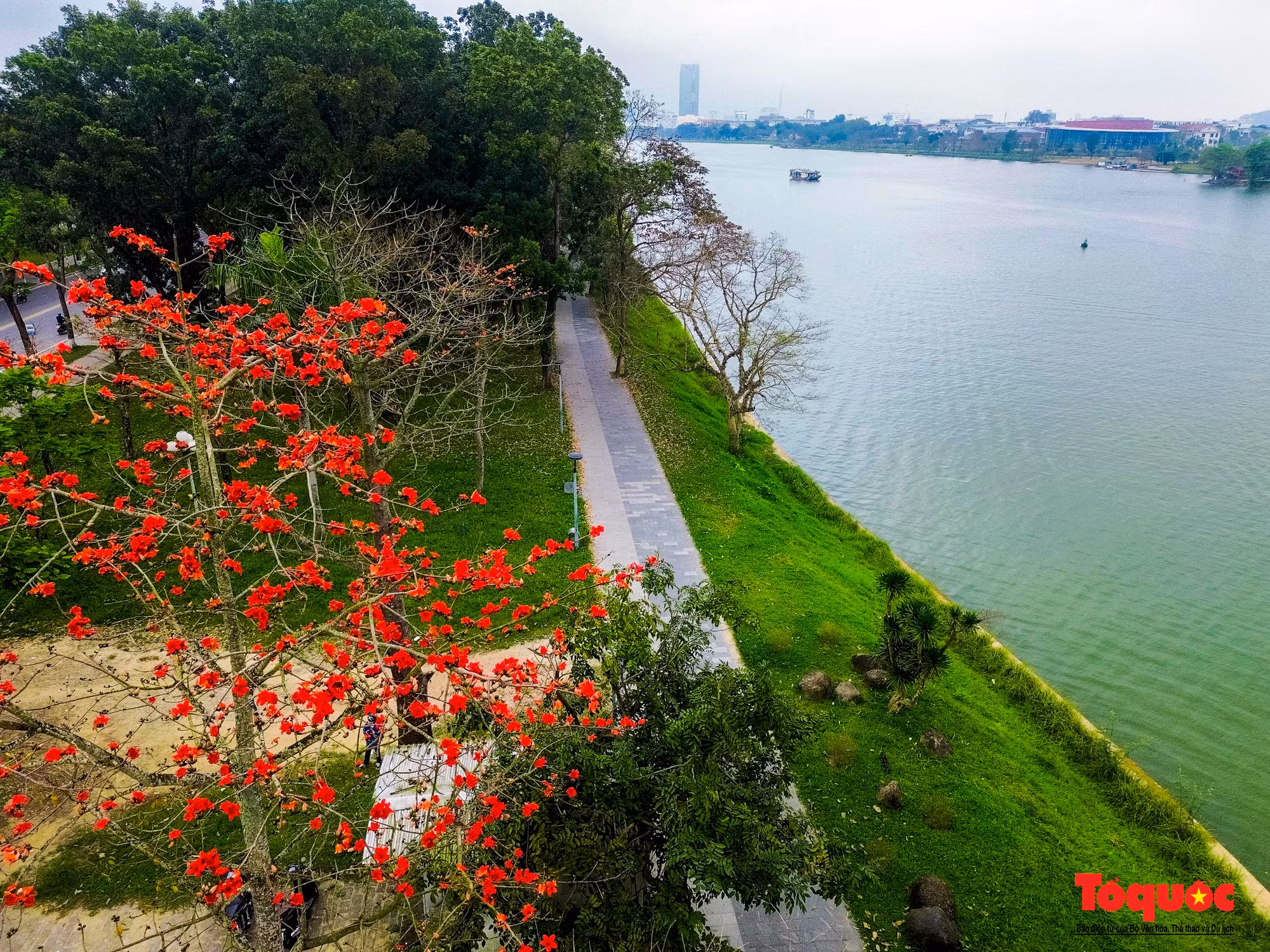 Sus características hacen que este árbol sea ideal para los parques.