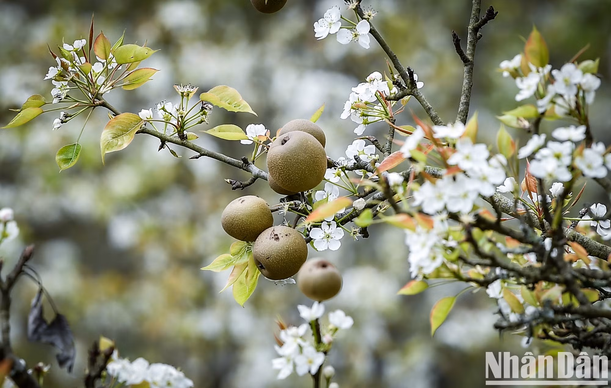 Las flores de perales blancas fascinan a los turistas.