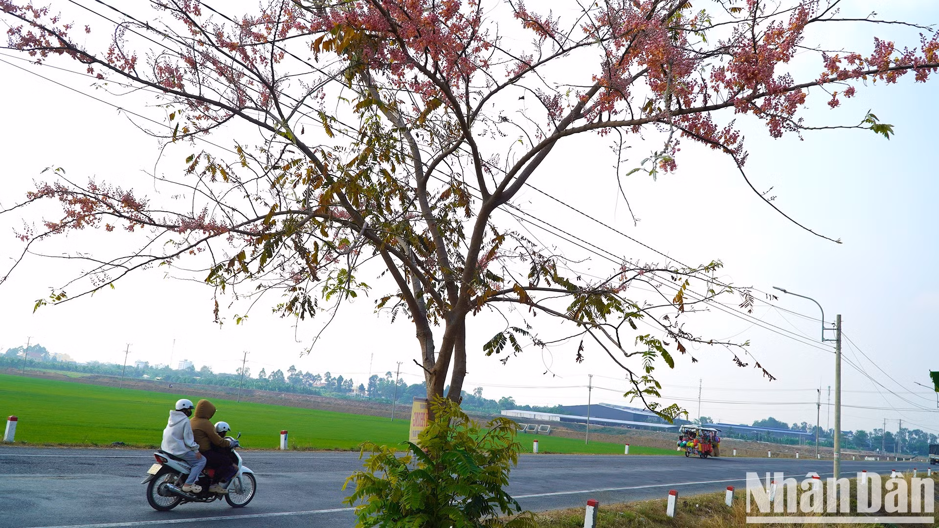 El árbol de carao, que puede alcanzar una altura de entre cinco y diez metros, tiene un tronco y ramas grandes. La planta florece una vez al año y sus frutos son comestibles o pueden utilizarse para tratar dolores y molestias si se remojan en alcohol.