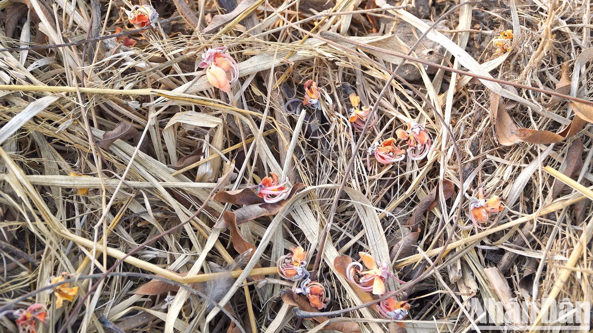 Una flor de carao caída en el campo de arroz de la comuna de Thuong Lac, en el distrito de Hong Ngu.