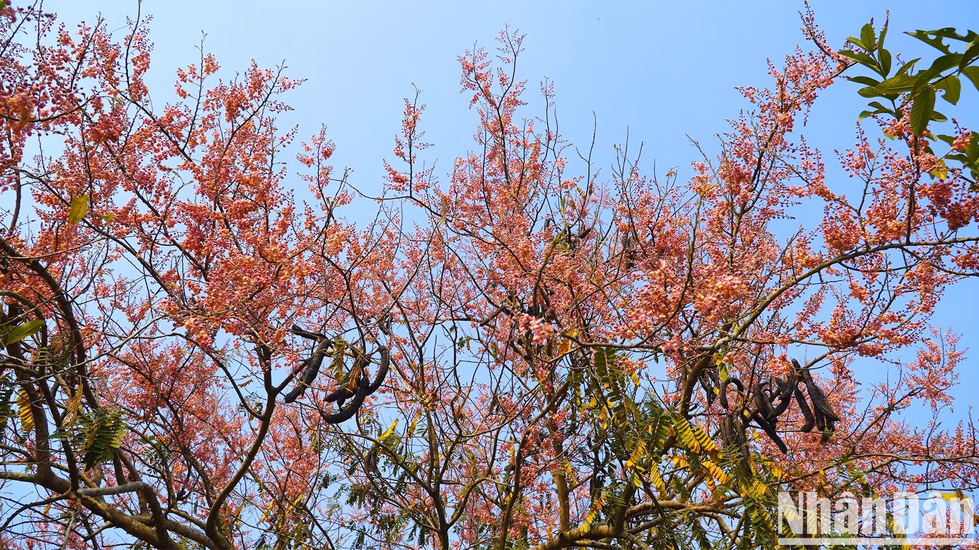 Un árbol de carao en plena floración.
