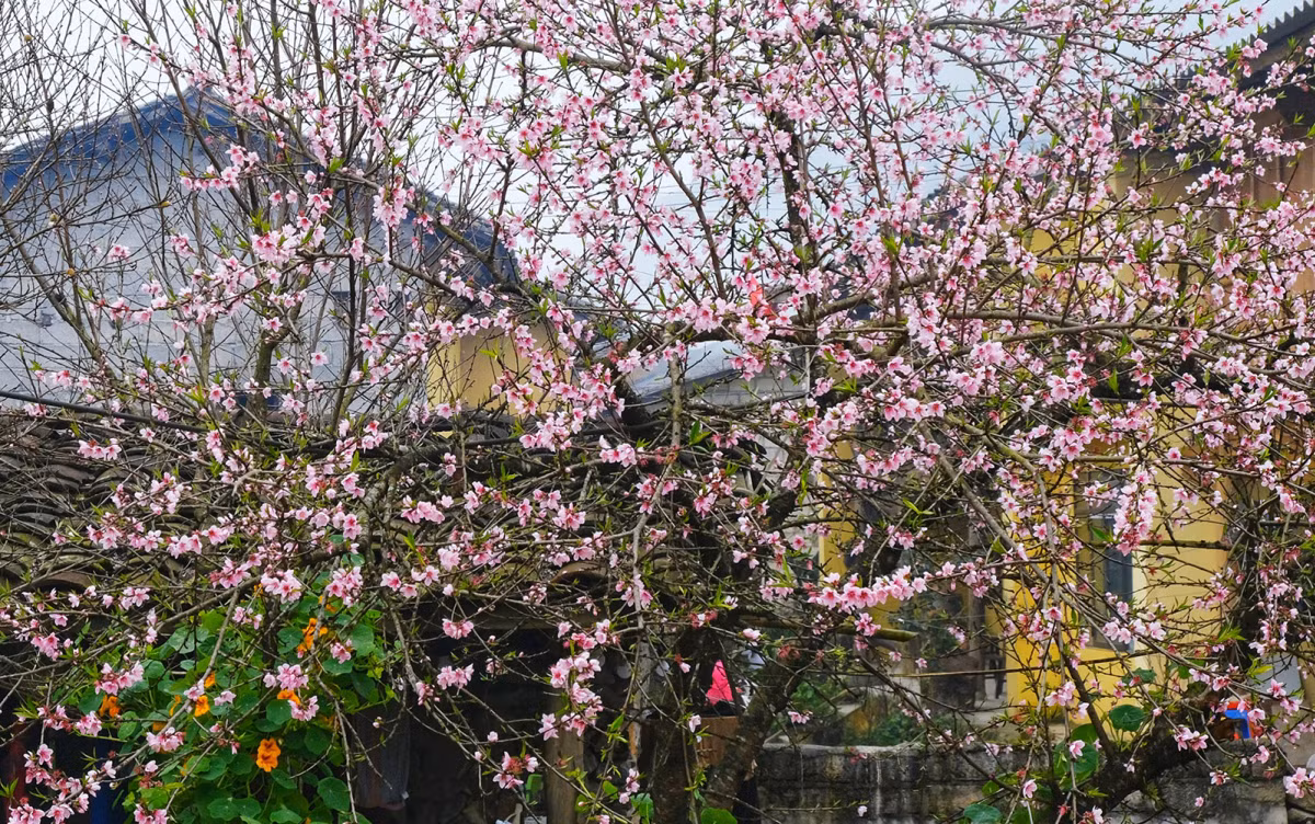 La belleza de las flores de ciruelo y albaricoque en Lung Cu, Sung La, Lao Xa y Lo Lo Chai crea un paisaje romántico.