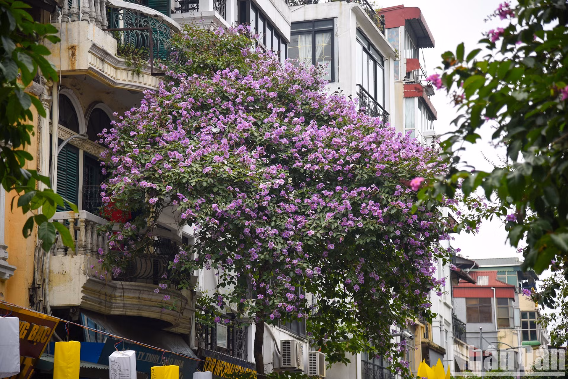 En los días de mayo, las flores púrpura embellecen las calles de Hanói. En los días de mayo, las flores púrpura embellecen las calles de Hanói.