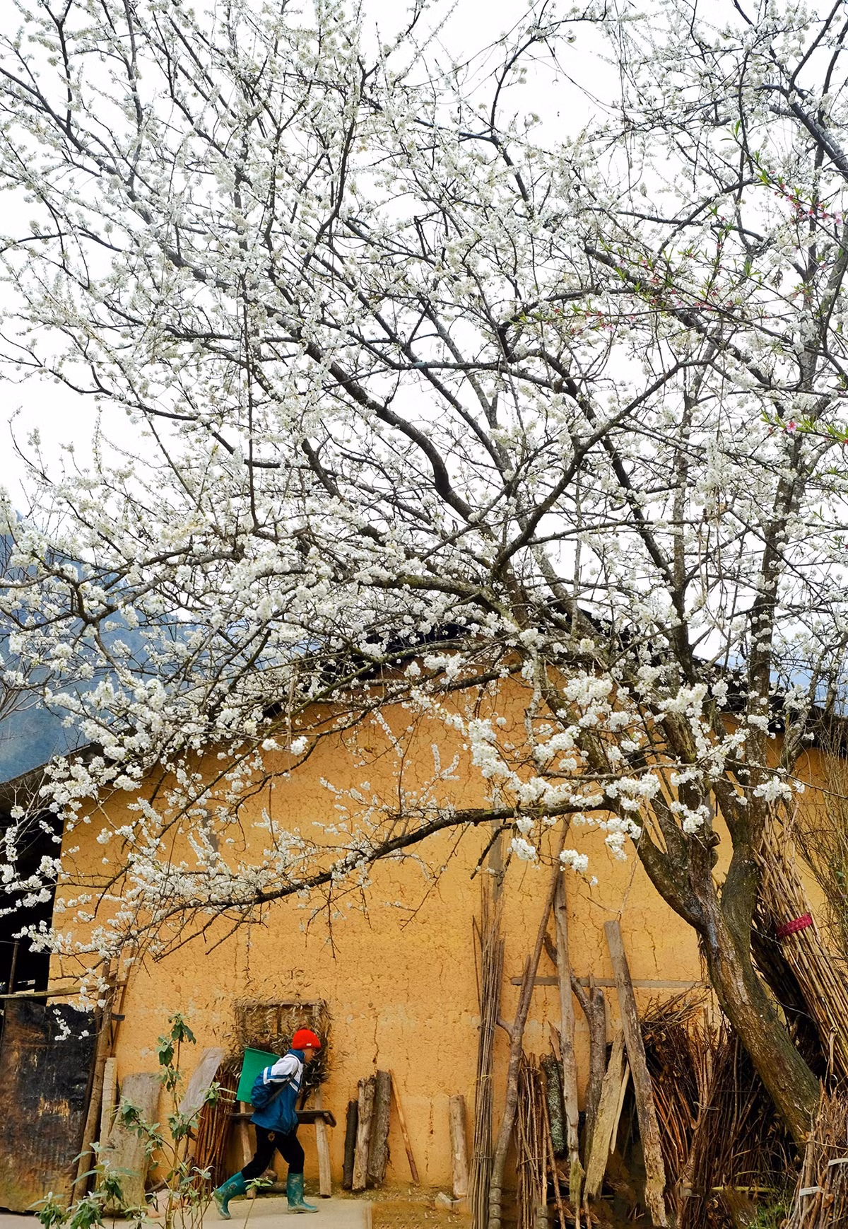 Las paredes amarillas de las típicas casas amuralladas del pueblo de Lo Lo Chai acentúan los ciruelos en flor, que brillan más en lo alto, atrayendo a muchos visitantes.