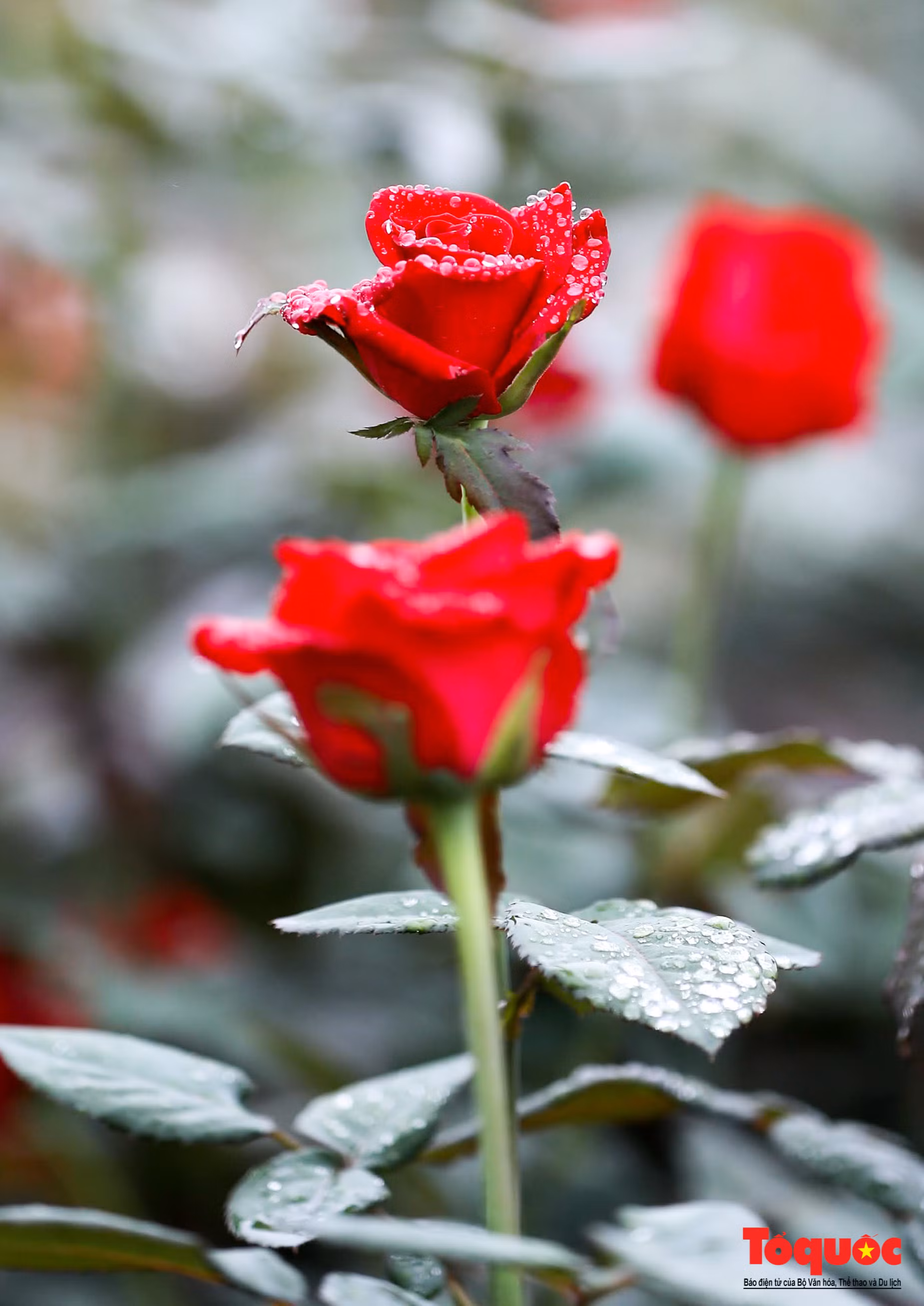 Las rosas siempre son las favoritas de los amantes de las flores en el Tet.