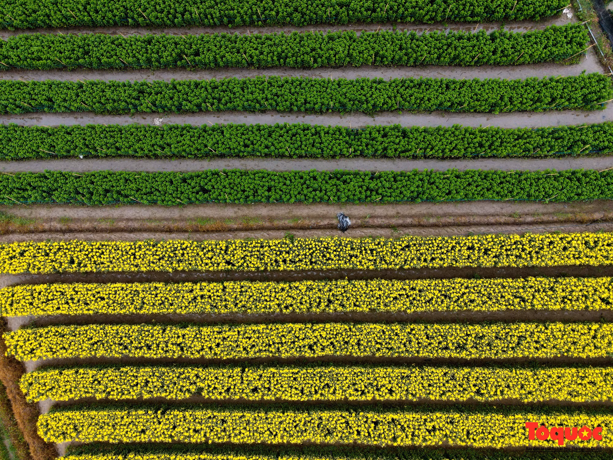 Ajetreado campo de flores de Me Linh en víspera del Tet