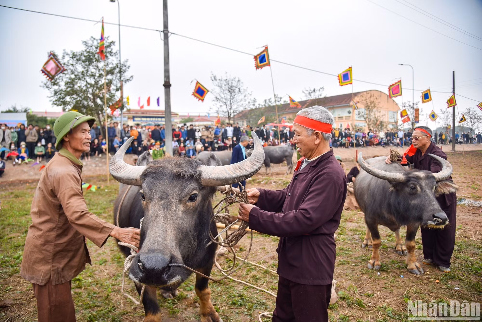 Esta festividad data de la Dinastía Le (987- 1017), cuando en el año 987 el rey Le Dai Hanh fue a arar a la comuna local de Doi Son, para desear una buena cosecha y mostrar la importancia que le concedía.