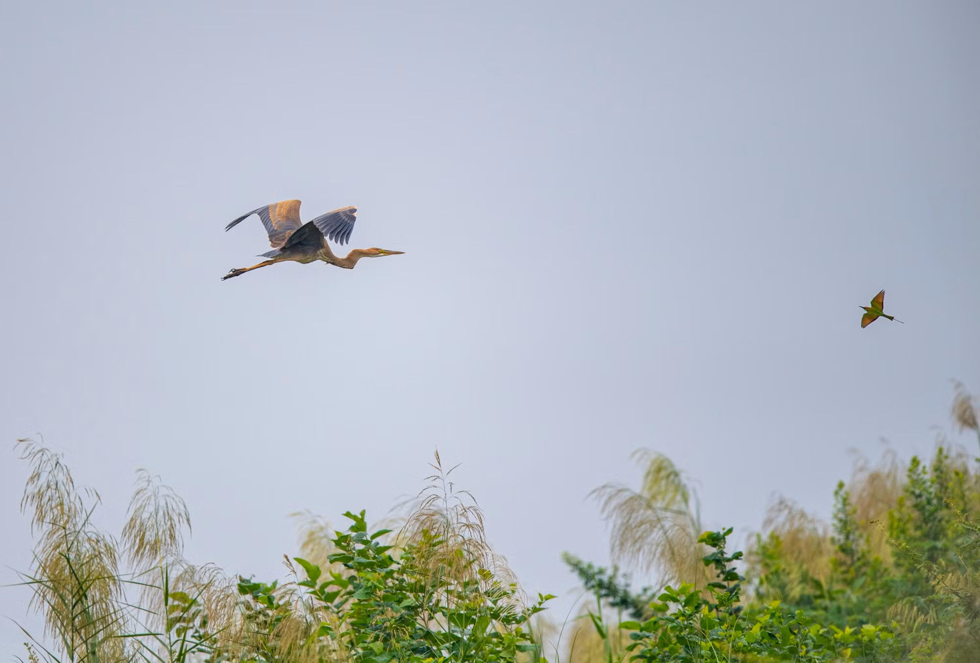 Una garza imperial (Foto: Nguyen Manh Hiep) Una garza imperial (Foto: Nguyen Manh Hiep)