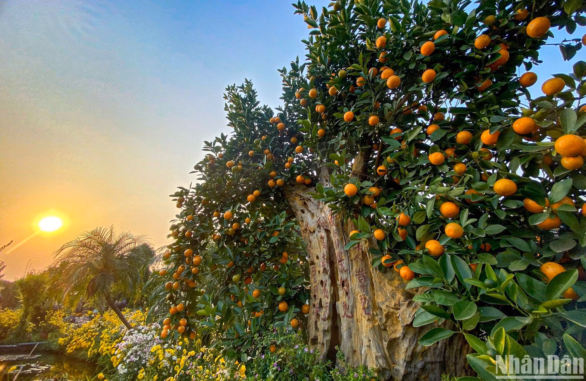 Según las creencias de los vietnamitas, el kumquat simboliza el anhelo de abundantes cosechas, un buen trabajo y suerte en los negocios. Esto se considera el inicio de un Año Nuevo tranquilo y afortunado.