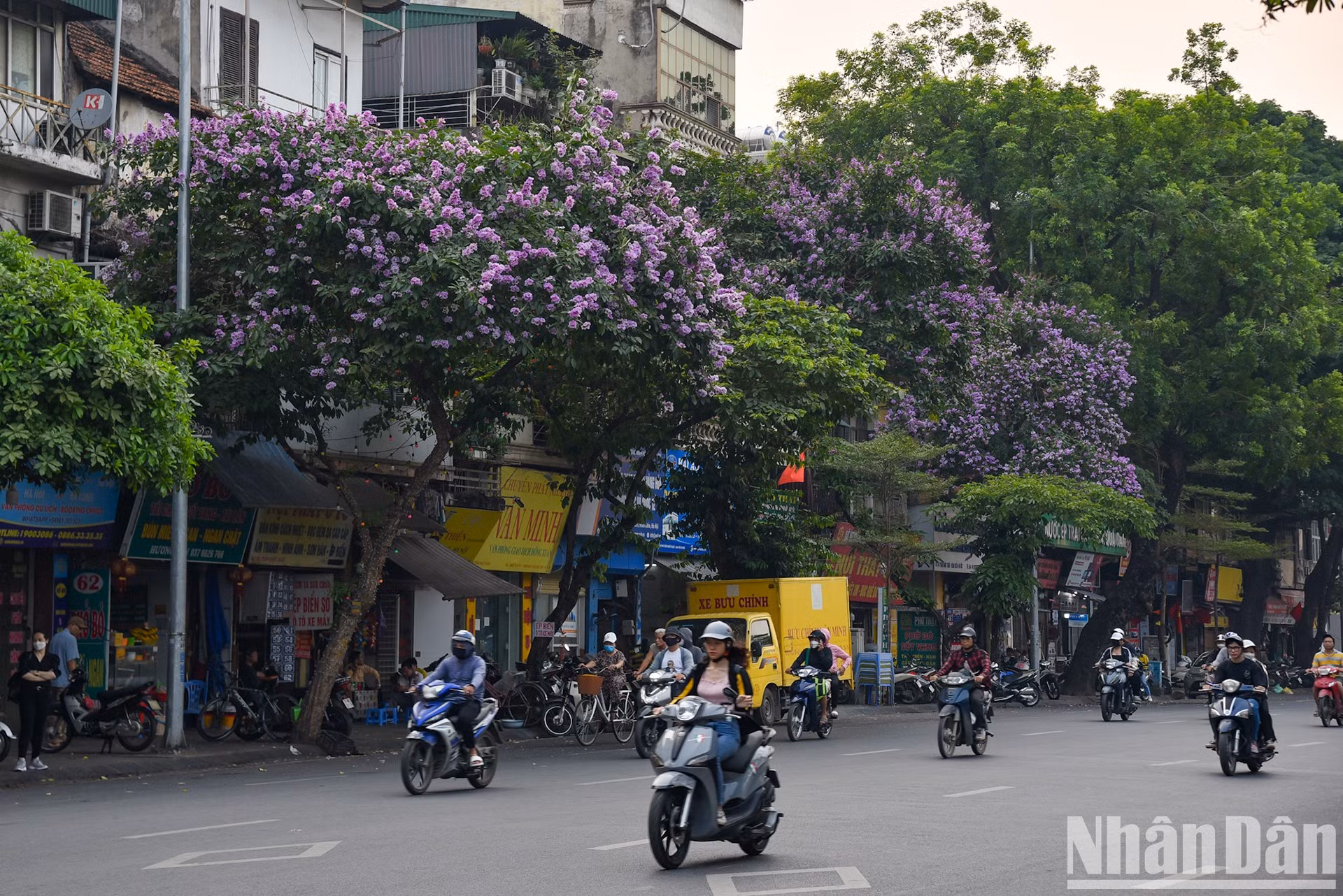 Los árboles Bang Lang, plantados a lo largo de las calles, refrescan la ciudad bajo el calor del sol. Los árboles Bang Lang, plantados a lo largo de las calles, refrescan la ciudad bajo el calor del sol.