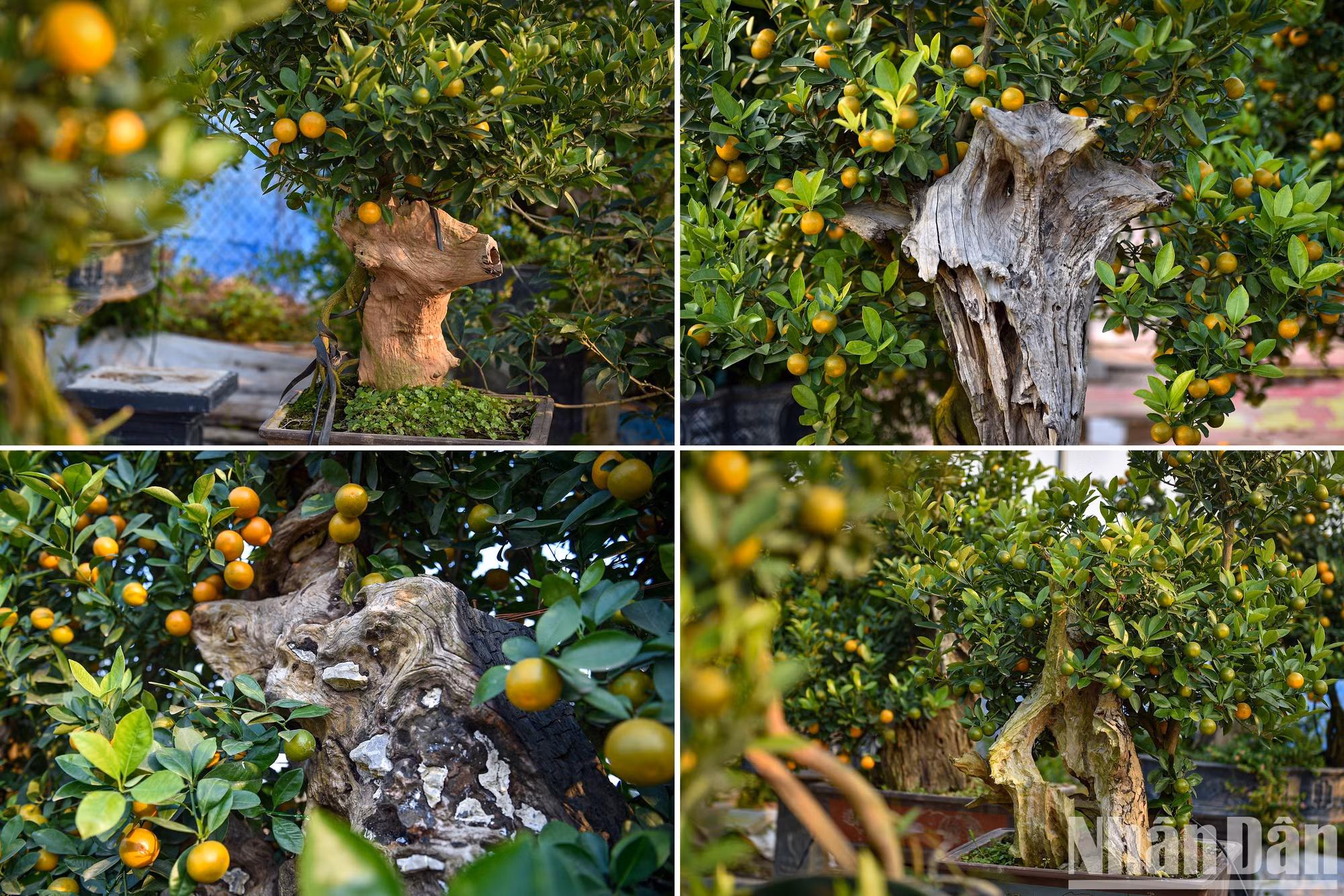Ngo Thu Trang, dueña del jardín Xuan Loc Tu Lien explicó: “Los bonsáis de kumquat que tienen formas singulares son los favoritos de muchos clientes".
