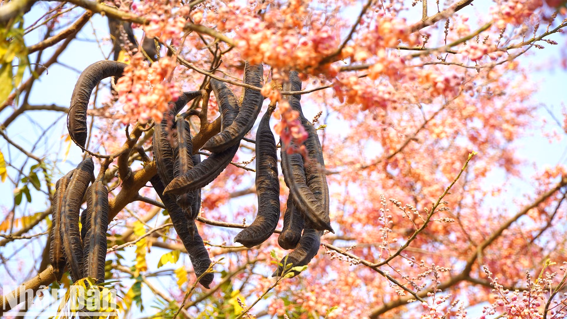 Un árbol de carao floreciendo al lado de la ruta que cruza la ciudad de Hong Ngu.