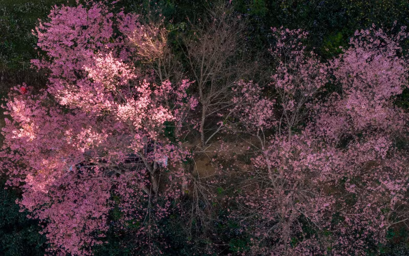 Además de embellecer el paisaje, los florecientes cerezos reverdecen los sentimientos y las esperanzas de un buen comienzo del año.