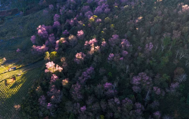 Cerezos en plena floración en la ladera de la montaña de Lang Biang, ubicada en el barrio de Lang Biang-Da Lat.