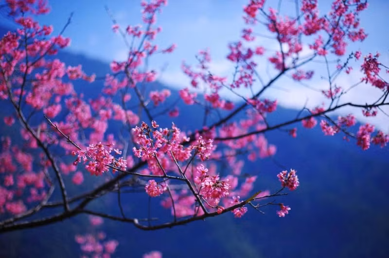 “To day” es una flor emblemática de la etnia H’Mong en las comunas montañosas de Lao Cai.