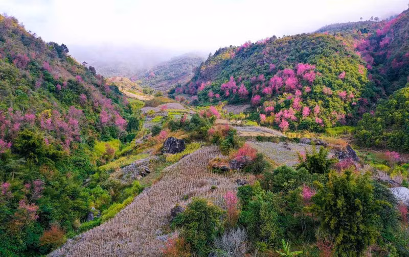 Los durazneros “to day” en plena floración convierten las tierras altas de Mu Cang Chai en un destino turístico. “La pureza del entorno natural, salpicada por las brillantes flores, me hace sentir como si estuviera en una acuarela”, compartió Ngo Duy Dung, procedente de Hanói.