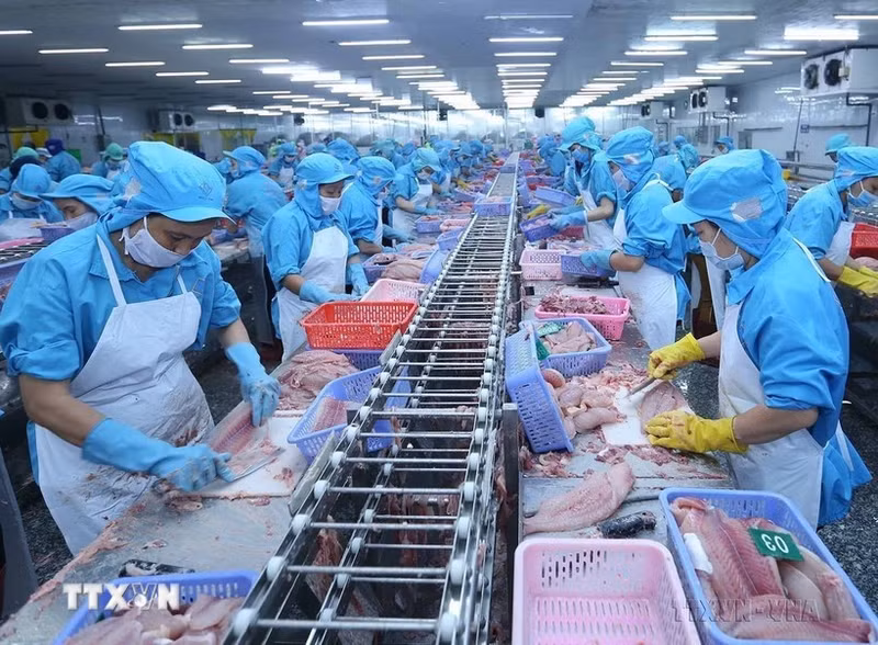 Procesamiento de pescado en Vietnam para la exportación. (Fotografía: VNA)