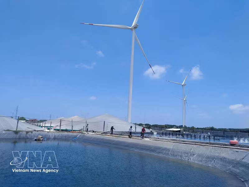 Modelo de desarrollo de la acuicultura de camarones de alta tecnología y la energía eólica en la comuna de Thanh Hai, provincia de Vinh Long. (Foto: VNA)