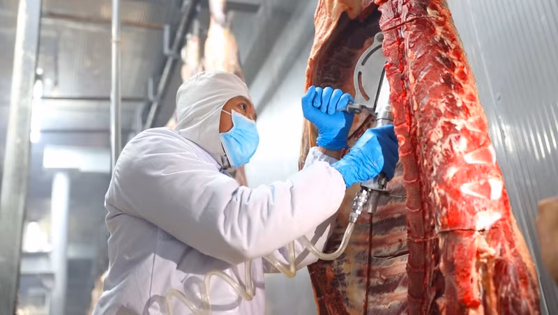 El proceso de sacrificio de vacas garantiza el bienestar animal y evita que las vacas toquen el suelo, según las normas halal.