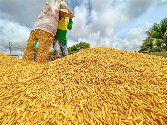 Arroz recién cosechado. (Foto: VNA)