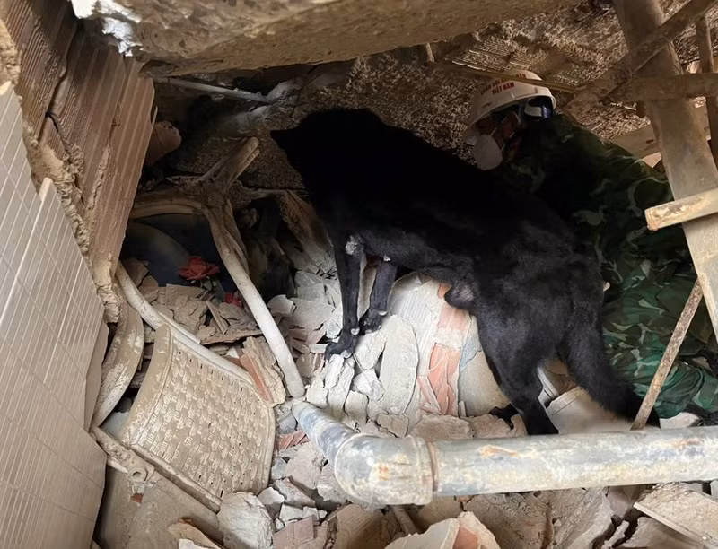 Los perros de servicio de la misión vietnamita buscan víctimas entre los edificios derrumbados por el terremoto. (Foto: Periódico del Ejército Popular)