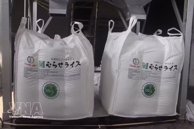 Un cargamento de arroz Japonica con la certificación de “Arroz Verde de Vietnam de bajas emisiones” exportado a Japón. (Foto: VNA)