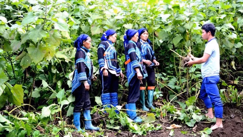 Un funcionario de la comuna de Y Ty, en la norteña provincia vietnamita de Lao Cai, enseña a residentes locales de la etnia Ha Nhi la técnica de cultivo y cosecha del yacón (Smallanthus sonchifolius). (Foto: Nhan Dan)