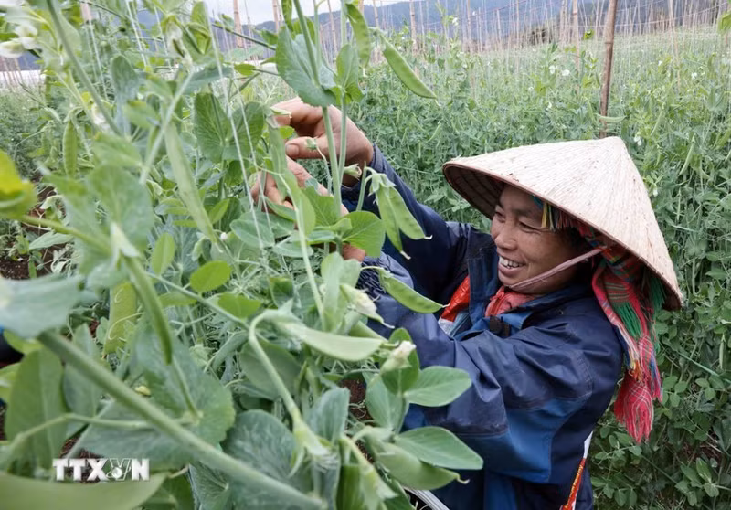 Los modelos de producción agrícola han apoyado a los hogares pobres y casi pobres en la aplicación de la ciencia y la tecnología, lo que mejora la productividad y la calidad de los productos. (Foto: VNA)