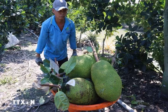 China permitirá la importación de yaca fresca procedente de Vietnam a partir del 1 de junio de 2026. (Foto: VNA)