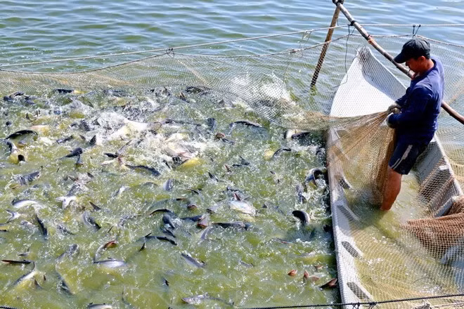 Cultivo del pescado pangasius en la provincia vietnamita de Dong Thap. (Foto: VNA)