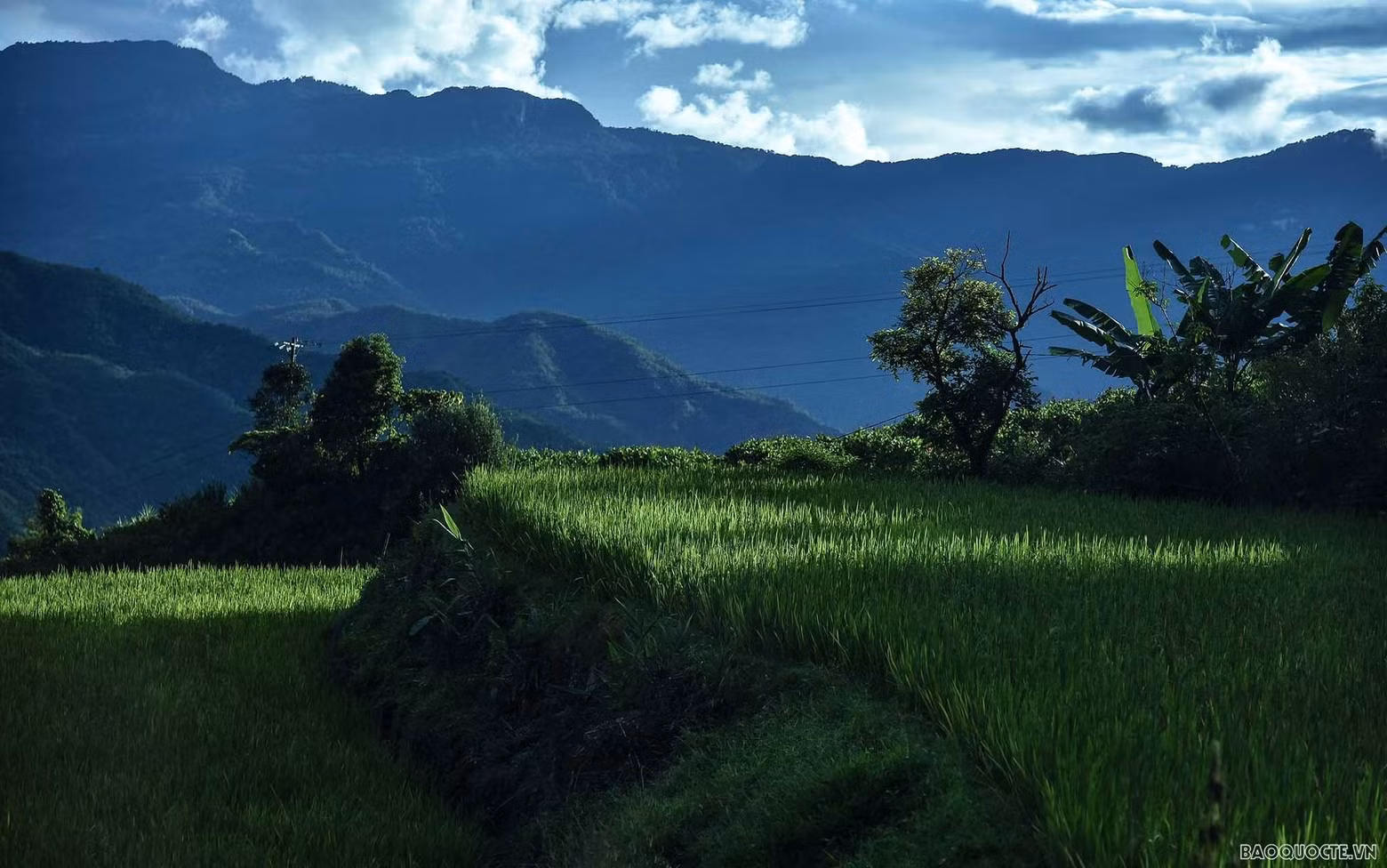 El verdor de los arrozales en terrazas en período de crecimiento. (Fotografía: baoquocte.vn) El verdor de los arrozales en terrazas en período de crecimiento. (Fotografía: baoquocte.vn)
