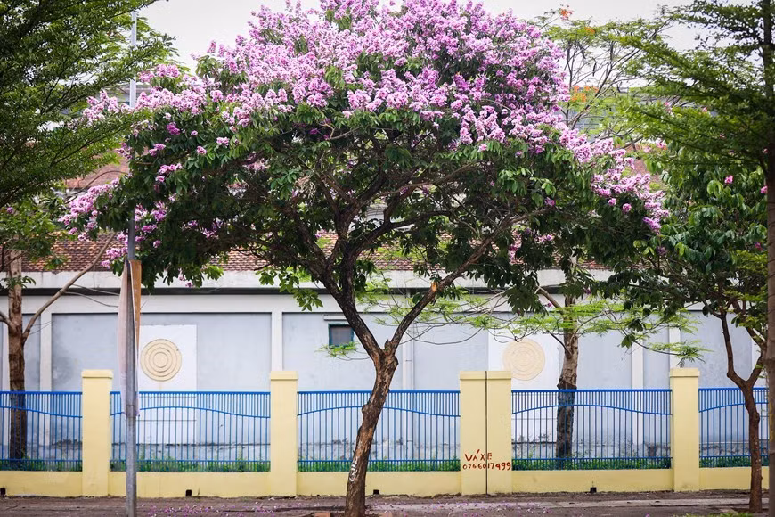 Árboles de Bang lang se plantan en numerosas calles capitalinas, especialmente Tran Thai Tong, Kim Ma, Nguyen Khanh Toan y Dao Tan. (Foto: Vietnamplus) Árboles de Bang lang se plantan en numerosas calles capitalinas, especialmente Tran Thai Tong, Kim Ma, Nguyen Khanh Toan y Dao Tan. (Foto: Vietnamplus)
