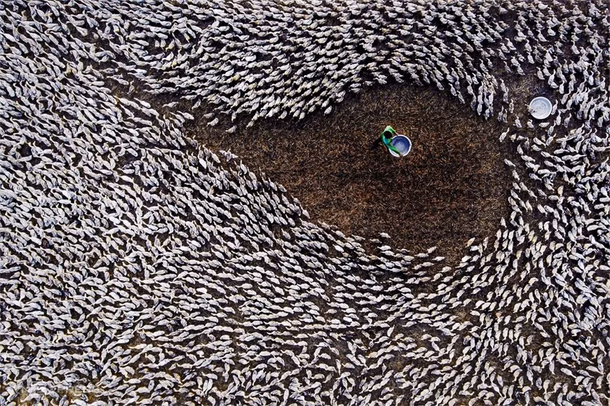 La obra "La hora de comida" se exhibe en el 35 Festival de fotografía de arte del Delta del Mekong 2020, capturando la escena de los patos que corren en el campo al anochecer en la comuna de Tan Lap. (Foto: vnexpress.net)