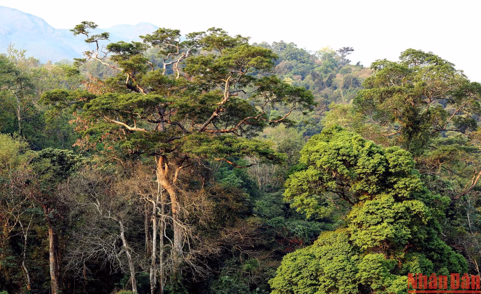 El bosque ha sido protegido por la población local para preservar su precioso ecosistema y entorno natural.