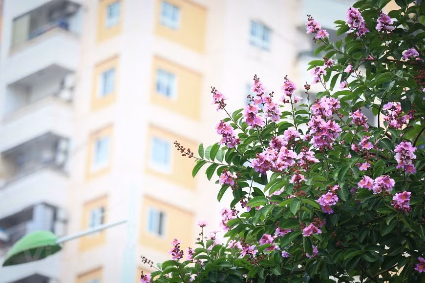 Esas flores ofrecen momentos románticos que indican la llegada del verano. (Foto:Vietnamplus) Esas flores ofrecen momentos románticos que indican la llegada del verano. (Foto:Vietnamplus)