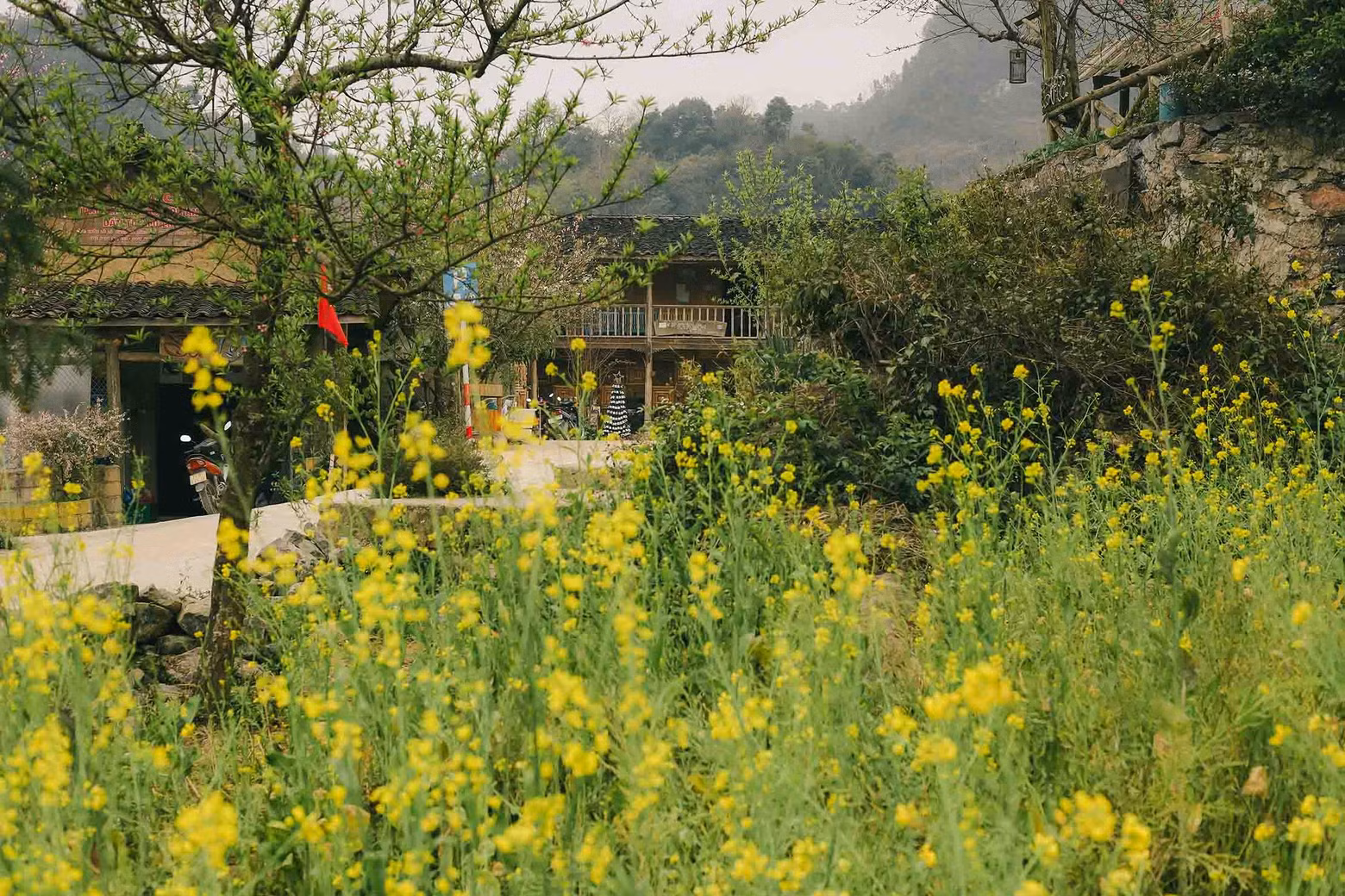 Los duraznos, junto con las flores de ciruelo, las peras y las flores amarillas de mostaza, se cultivan en huertos y a lo largo de los caminos de la aldea.