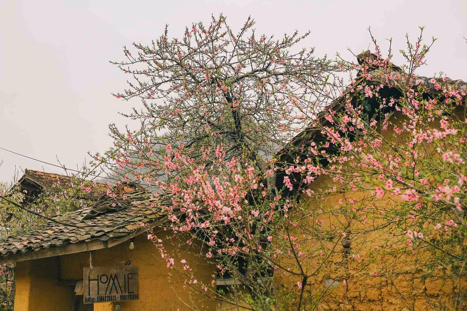 Las flores de durazno lucen su encanto junto a las casas de tejas rodeadas de muros de piedra.