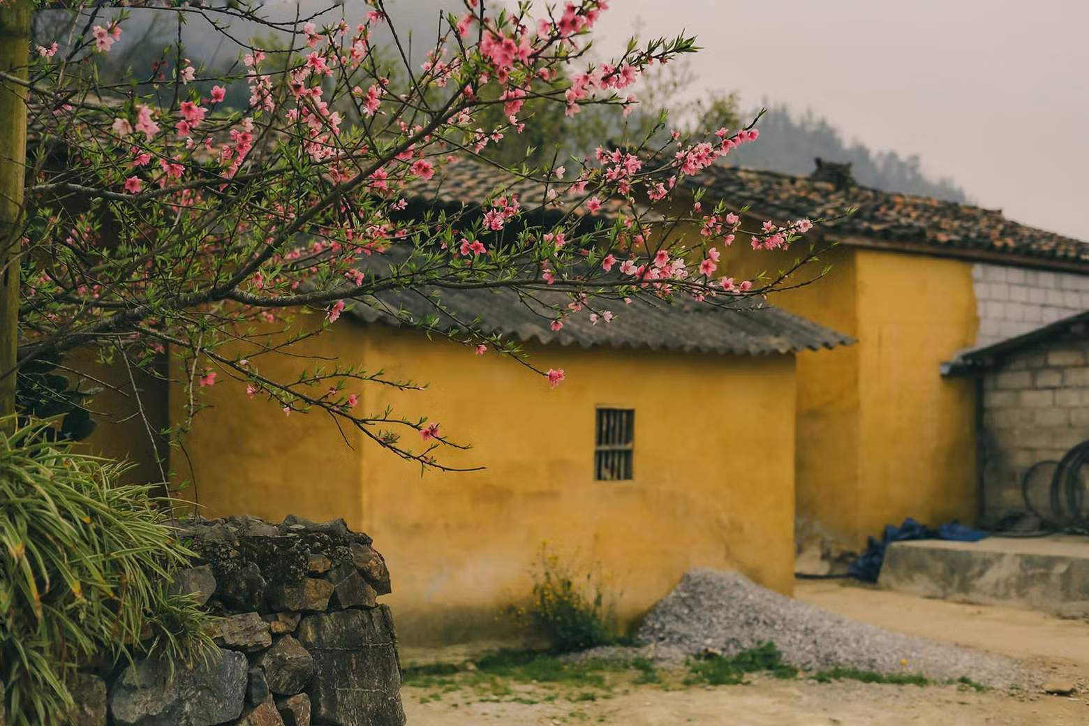 En Lo Lo Chai, los visitantes pueden encontrar hermosos rincones para capturar momentos con el vibrante paisaje natural de la temporada de la flor de los duraznos.