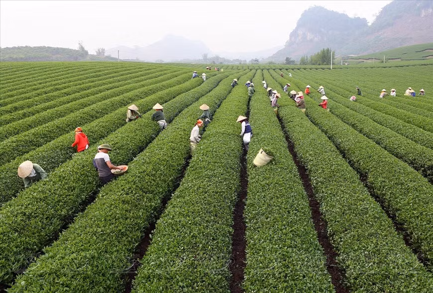 Campos de té en Moc Chau atraen a numerosos turistas. (Foto: VNA) Campos de té en Moc Chau atraen a numerosos turistas. (Foto: VNA)