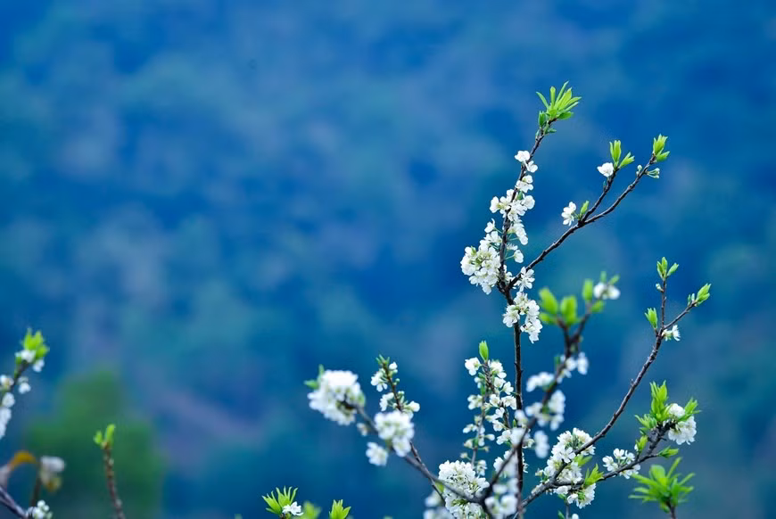 El color blanco puro de las flores del ciruelo se destaca sobre el fondo verde de las montañas. (Fotografía: VNA)