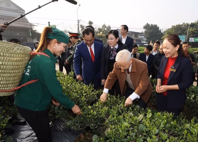 El secretario general del Partido Comunista de Vietnam, Nguyen Phu Trong, visita el jardín de té de la cooperativa Hao Dat, en la ciudad de Thai Nguyen (10 de enero de 2023). (Foto: Tri Dung-VNA)