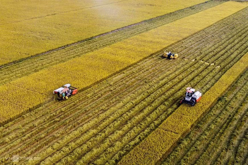 La recolección del arroz maduro dorado en la temporada de cosecha, junto con el rápido ritmo de trabajo, crea una imagen vívida del campo. (Foto: vnexpress.net)