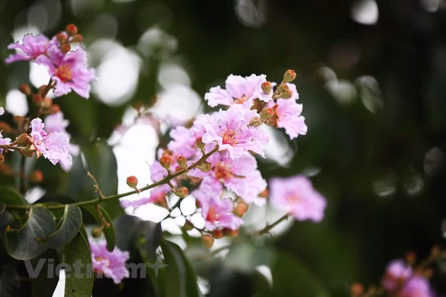 Esas flores no tienen fragancia, por lo tanto, aprovechan su belleza para contribuir a colorear la vida. (Foto: Vietnamplus) Esas flores no tienen fragancia, por lo tanto, aprovechan su belleza para contribuir a colorear la vida. (Foto: Vietnamplus)