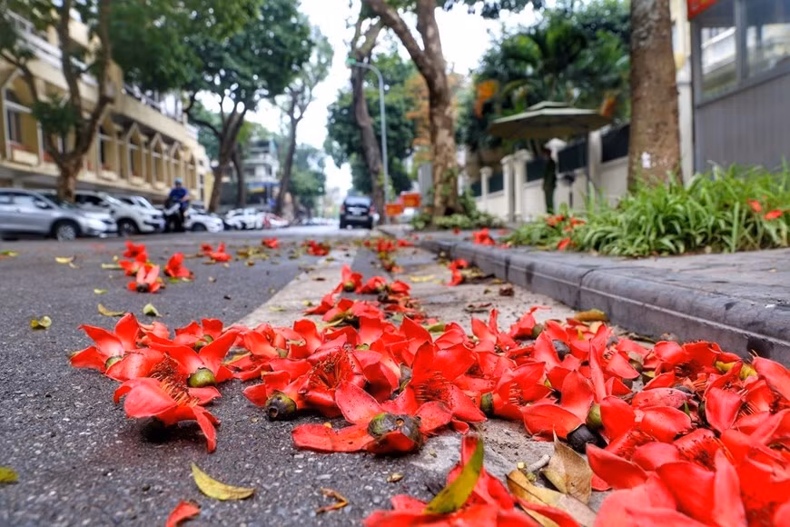 A pesar de su corto ciclo de vida de solo unos días, cuando caen, estas flores aún conservan intacto su color rojo brillante sin desvanecerse o marchitarse como otras flores. (Foto: VNA)