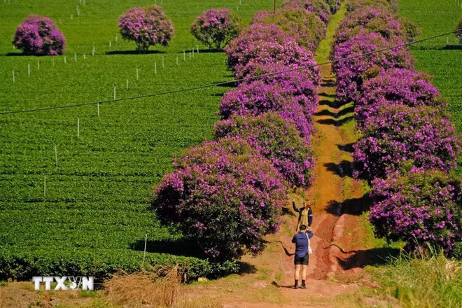 El color púrpura de las flores "mua" en las colinas de té atrae a muchos jóvenes para tomar fotografías. (Foto:VNA)