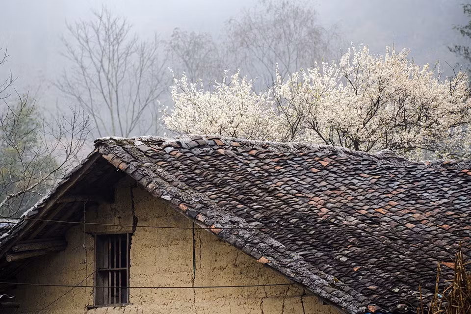 Las flores de pera florecen al frente de una casa “trinh tuong” en la comuna de Pho Bang, distrito de Dong Van, provincia de Ha Giang. (Foto: VNA)
