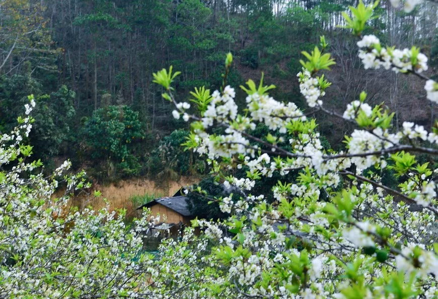 Las flores del ciruelo brotan desde finales de enero hasta febrero. (Fotografía: VNA)
